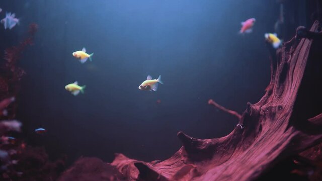 Tetras in the aquarium. Gymnocorymbus ternetzi.