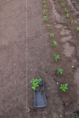 Planting pepper seedlings in moist spring soil. Young fresh sprouts in the open ground. Vertical image. Copy space. 