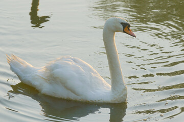 swan on the lake