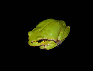 Small green frog isolated. European tree frog isolated on black background, Hyla arborea.