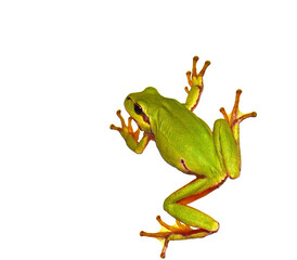 Small green frog isolated. European tree frog isolated on white background, Hyla arborea.