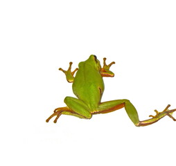 Small green frog isolated. European tree frog isolated on white background, Hyla arborea.