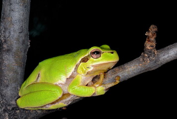 Naklejka premium Small green frog isolated. European tree frog isolated on black background, Hyla arborea.