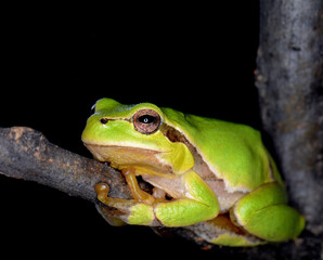 Small green frog isolated. European tree frog isolated on black background, Hyla arborea.