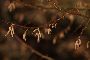 Tree branches with earrings in sunny weather
