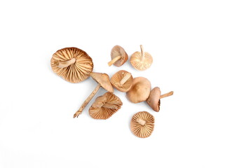 Fresh raw Scotch bonnet mushrooms close up isolated on white background. Scotch bonnet mushrooms.