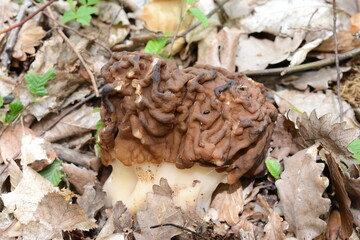 Gyromitra sp. inedible mushroom grows in the forest.