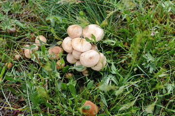 Fresh raw Scotch bonnet mushrooms. Scotch bonnet mushrooms. Fairy ring mushrooms in the grass.
