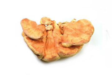 Sulphur shelf fungus, Laetiporus sulphureus, or chicken of the woods isolated on white background.