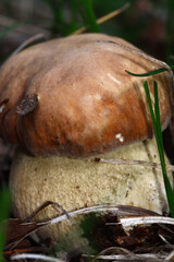 Natural food. Boletus mushroom in spring forest. 