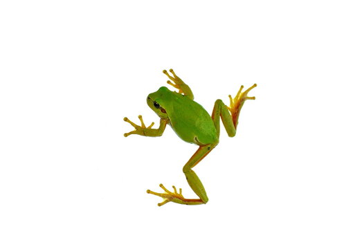 Small green frog isolated. European tree frog isolated on white background, Hyla arborea.
