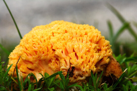 Ramaria Flava growing in the coniferous forest. Yellow coral mushroom.