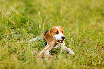 Young beagle puppy running in a green field and playing with a stick