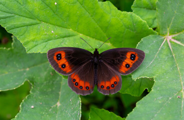 beautiful brunette Scottish ; erebia aethiops