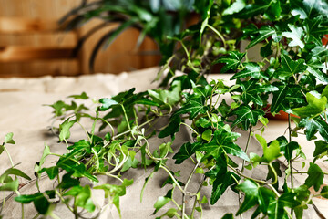Green sprigs of common ivy, Hedera helix on the table with craft recycle paper. Care of climbing houseplant.