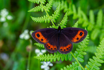 beautiful brunette Scottish ; erebia aethiops