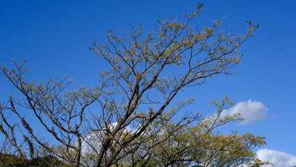 木と空