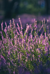 field of lavender