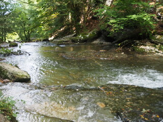 stream in the forest