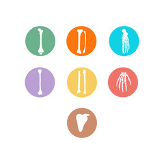 Anatomical orthopedic human bones vector icon set