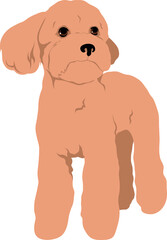 The Toy Poodle Colored Vector Illustration