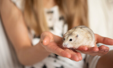 beige hamster on human hand 