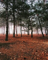 autumn in the forest