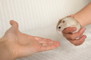 beige hamster on hand, concept  - care and protection