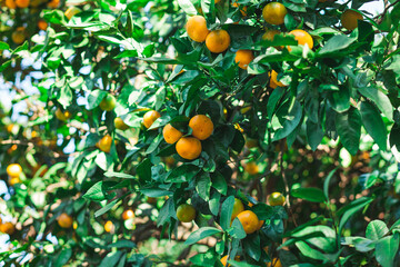 Citrus tangerines on the green tree. Fresh juicy leaves, orange, exotic tropical harvest on the branch. Beautiful garden photo