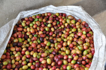coffee beans after picking with pulp