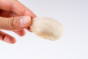 Top Grade edible bird nest shoot on white background with negative space. Raw edible bird's nest materials for tradition chinese medicine. Swallow nest the traditional chinese delicacy.