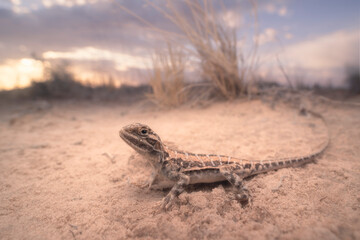 Wild painted dragon (Ctenophorus pictus) in sandy dunes at dusk
