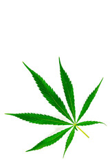 Green Cannabis leaf. Hemp leaf isolated on white background.