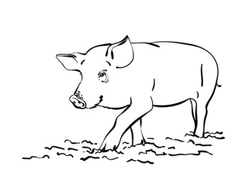 Sketch of pig, Hand drawn vector illustration