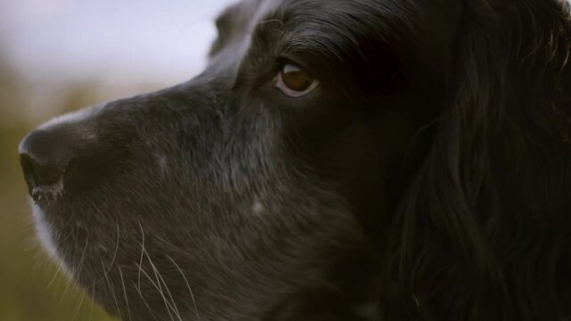 Dog walks in a field