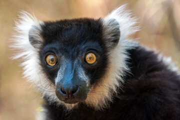 Lemur