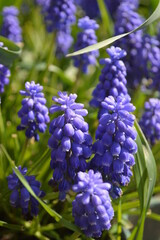 a muscari flower in the garden