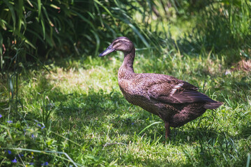 Indian Runner duck - female duck