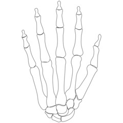 Bones of the human hand. Vector illustration coloring book.