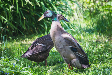 Indian Runner duck - couple of ducks - drake and female duck