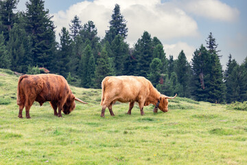 Naklejka premium A pair of large adult yaks graze in an alpine pasture in northern Italy