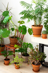 The unity of nature and people, home green plants in brown clay pots in the corner of the room near the window, an old sewing machine with flowers, biophilic design