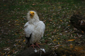 An ordinary vulture