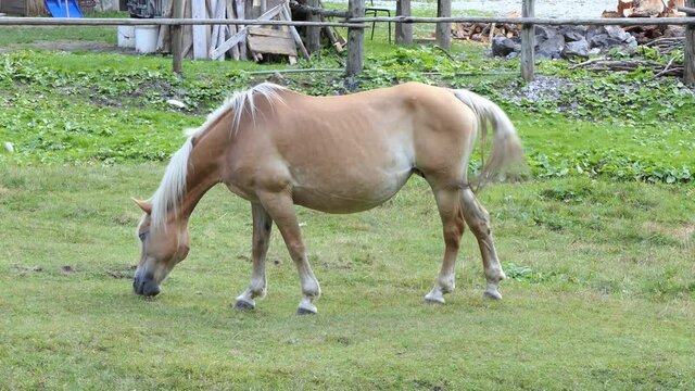 brown horse with a white mane quietly eats in the meadow in the mountains on a sunny day