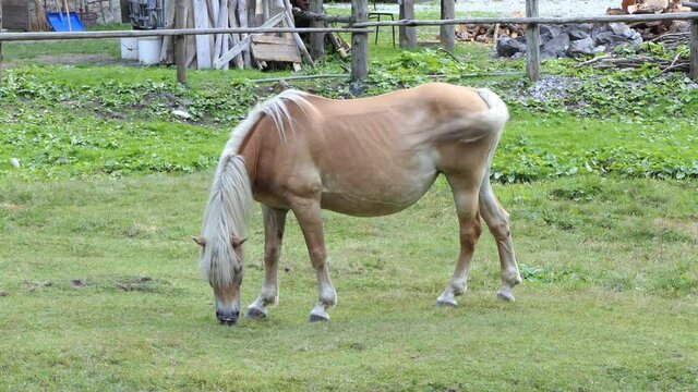 brown horse with a white mane quietly eats in the meadow in the mountains on a sunny day