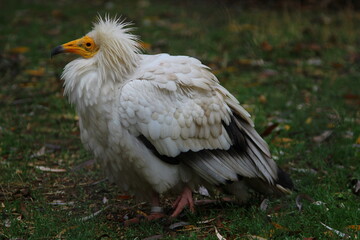 An ordinary vulture