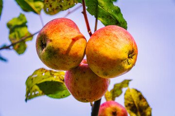 Ripe apples hanging in the trees. 