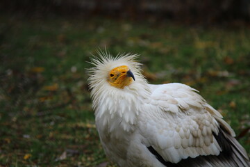 An ordinary vulture