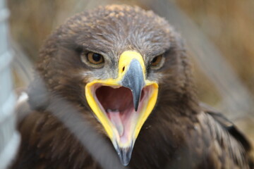 steppe eagle in the zoo