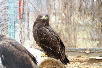steppe eagle in the zoo
